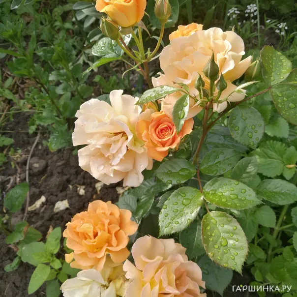 превью изображения отзыва