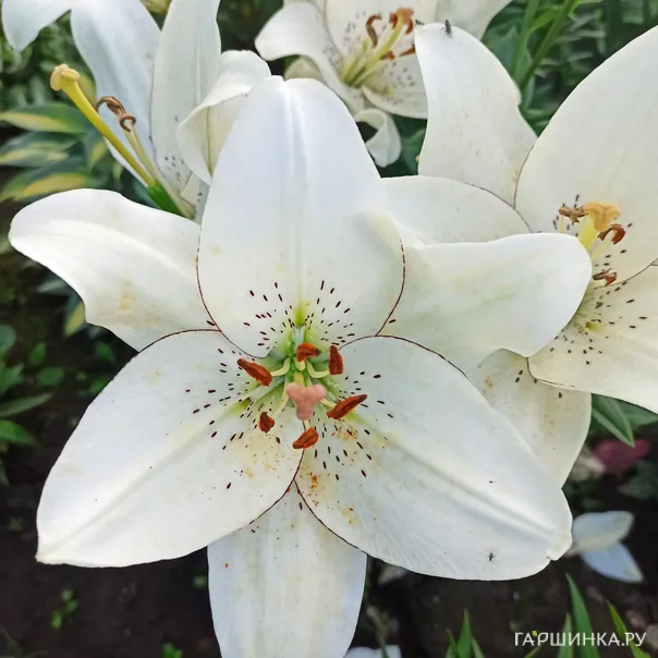 превью изображения отзыва