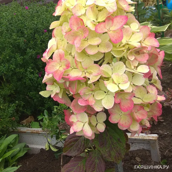 превью изображения отзыва