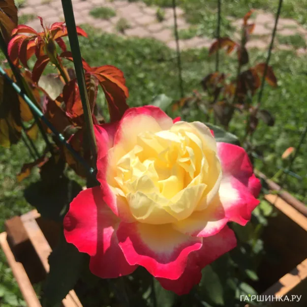 превью изображения отзыва