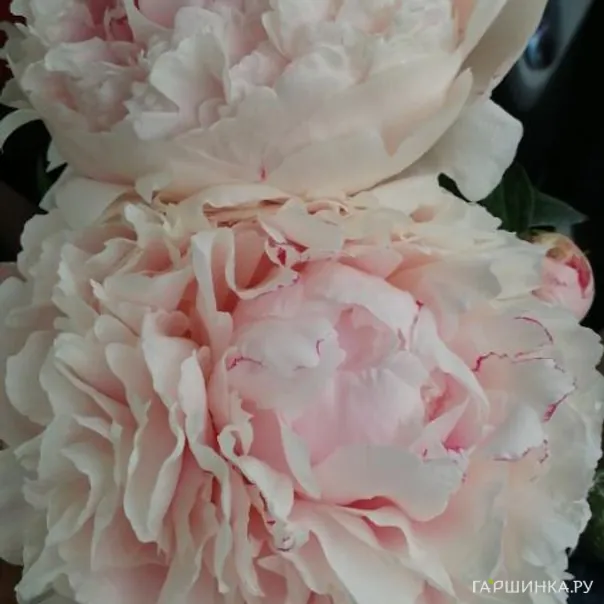 превью изображения отзыва