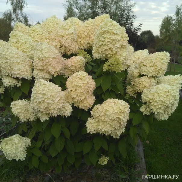 превью изображения отзыва