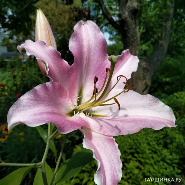 превью изображения отзыва