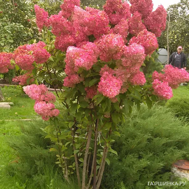 превью изображения отзыва