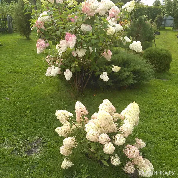 превью изображения отзыва