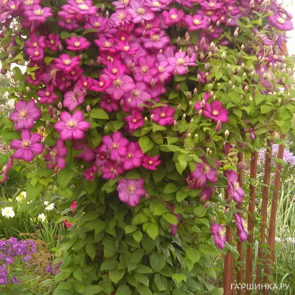 превью изображения отзыва