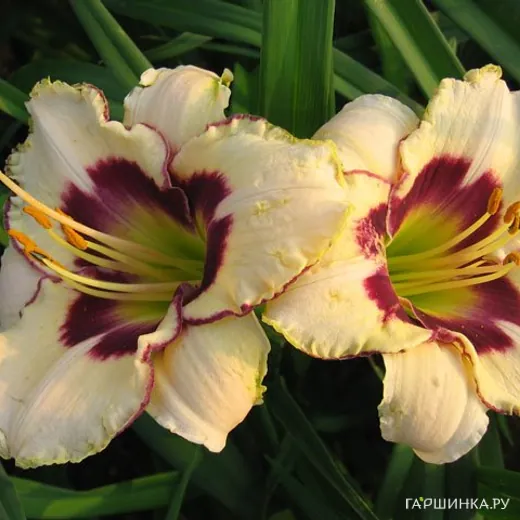 Лилейник Канадиан Бордер Патрол