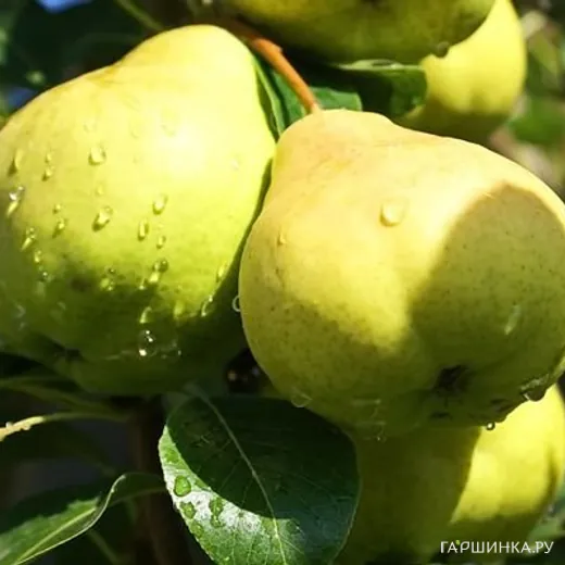 Груша Москвичка