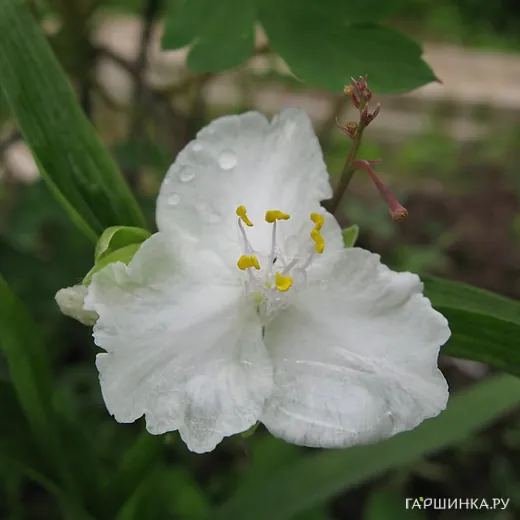 Традесканция Инносенс