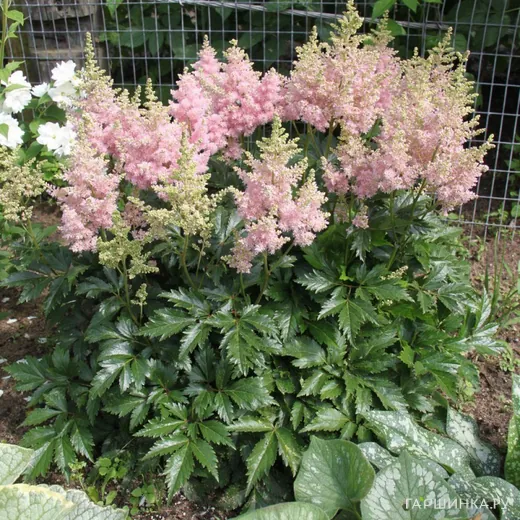 Астильба Арендса Систе Тереза