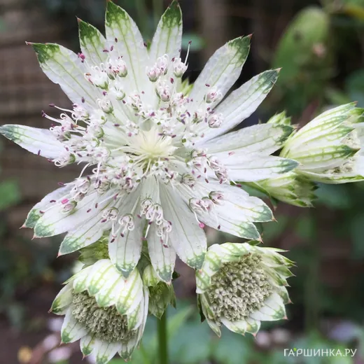 Астранция Шегги