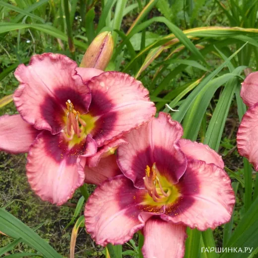 Лилейник Дан Махони