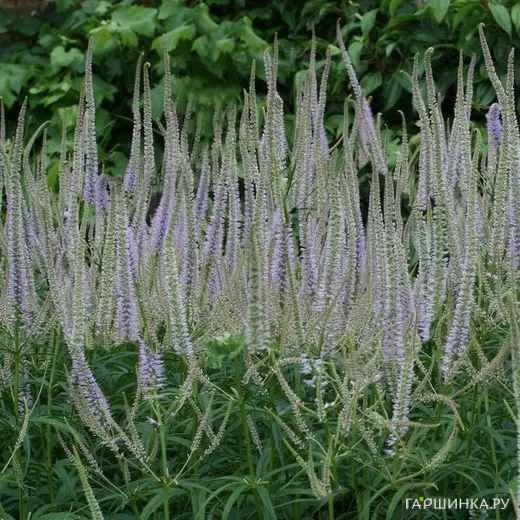 Вероникаструм Лавенделтурм
