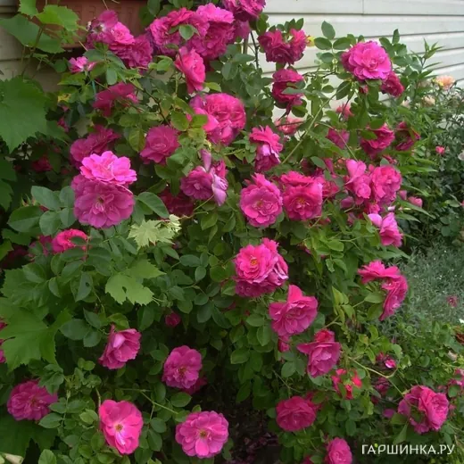 Роза Джон Кэбот канадская парковая (лиц)