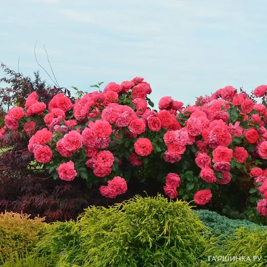 Роза Розариум Ютерсен