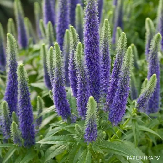 Вероника колосковая Санни Бордэр Блу