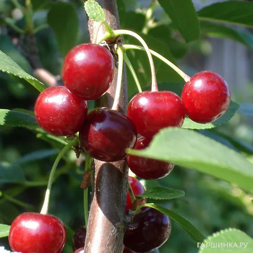 Вишня Волжская