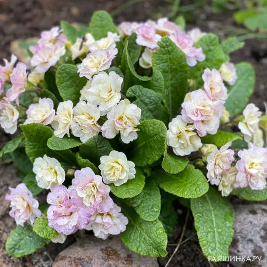 Примула Беларина Шампань