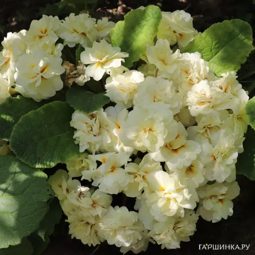 Примула Беларина Крим