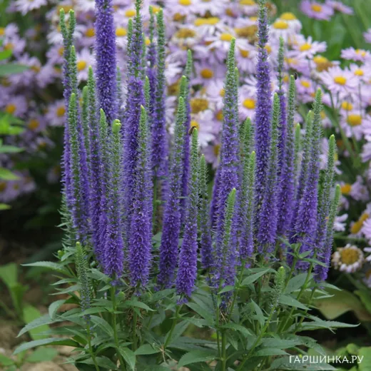 Вероника колосистая Ульстер Дварф Блю