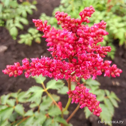 Астильба Арендса Фанал