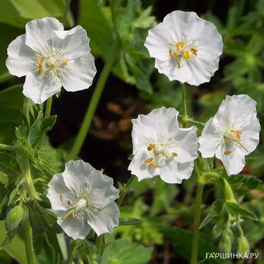 Герань темная Альбум