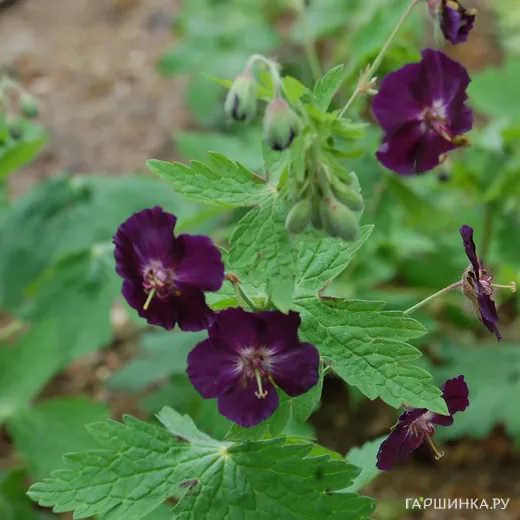 Герань Ревен темная
