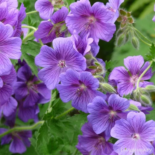Герань садовая Кашмир Пурпл
