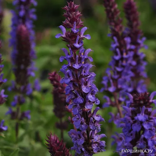 Шалфей (сальвия) Нью Дименсион Блю