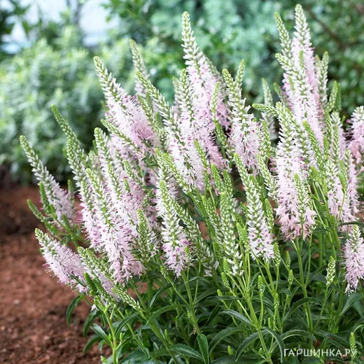 Вероника длиннолистная Пинк Дамаск