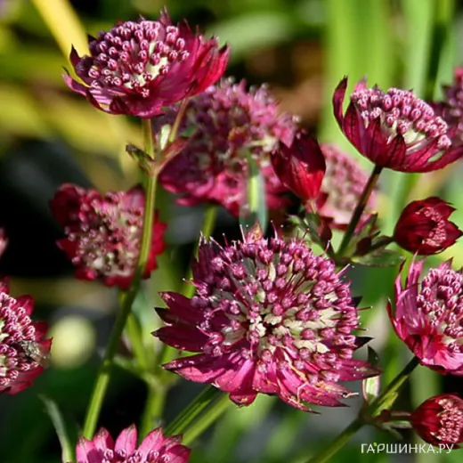 Астранция Мулин Руж