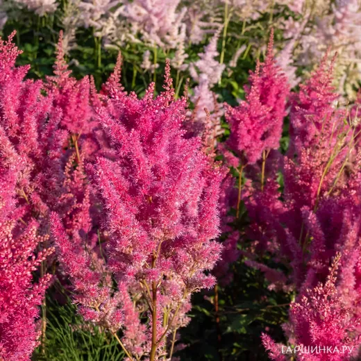 Астильба Арендса Глория Пурпуреа