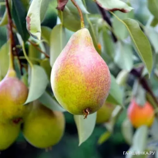 Груша Осенняя сладкая