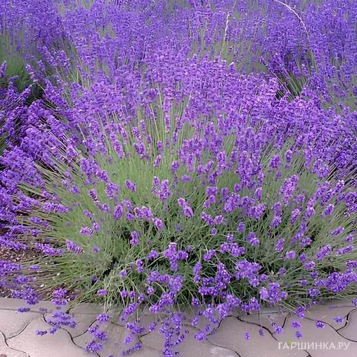 Лаванда Рекорд