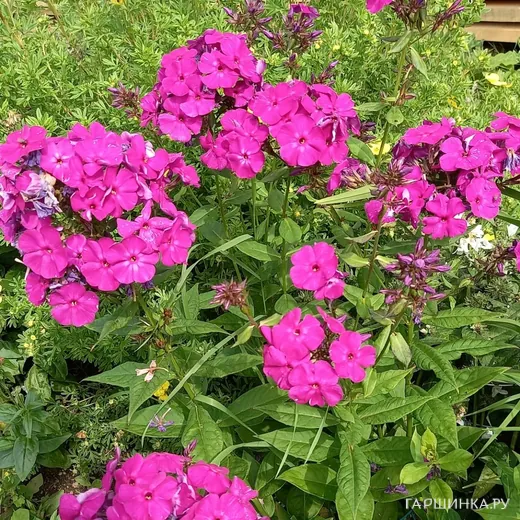 Флокс Виктория