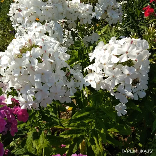Флокс Царевна лебедь