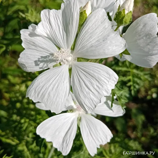Герань кроваво-красная Альбум