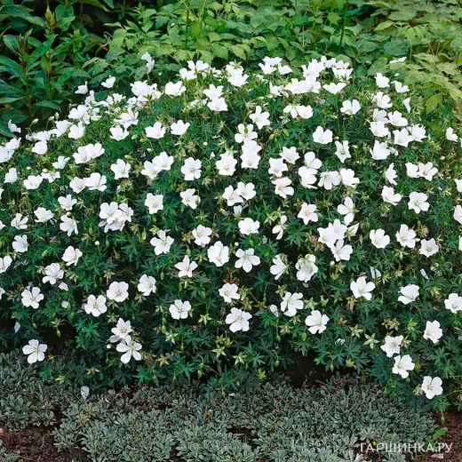 Герань кроваво-красная Альбум