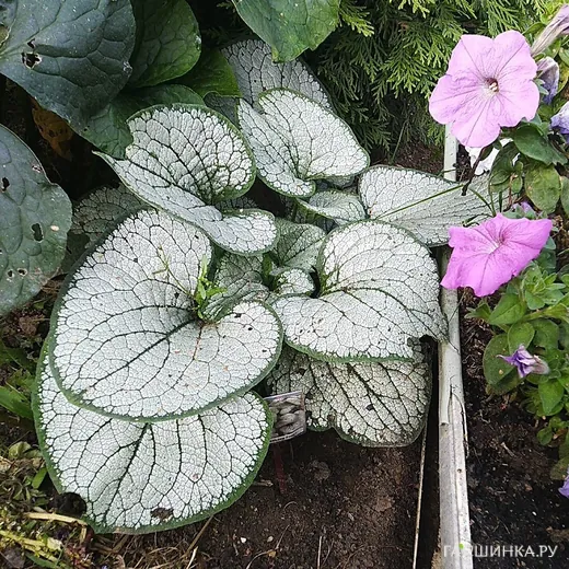 Бруннера Сильвер Хеарт