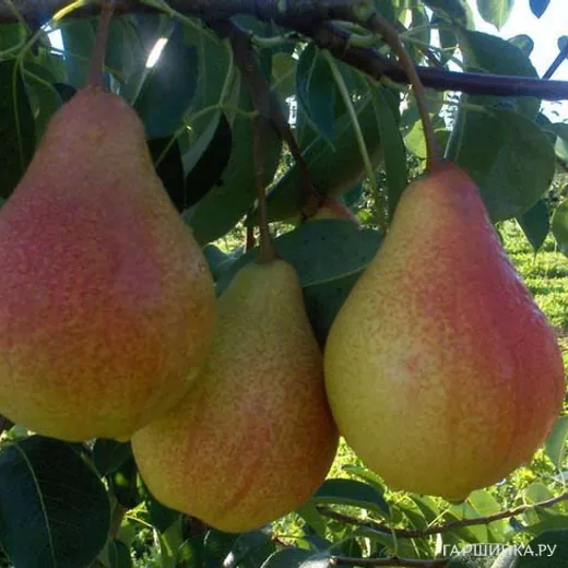 Груша Кафедральная