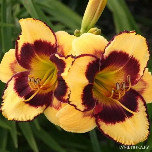 Лилейник Калико Джэк