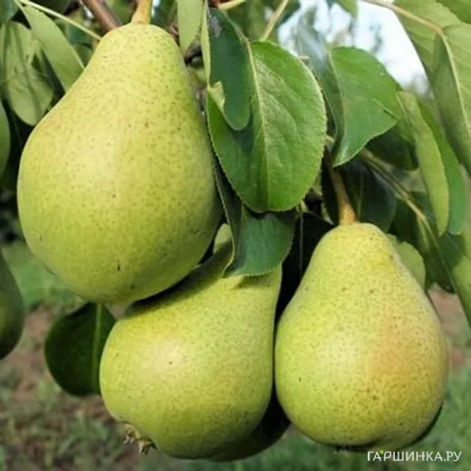 Груша Северянка