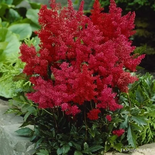 Астильба Арендса Гранат