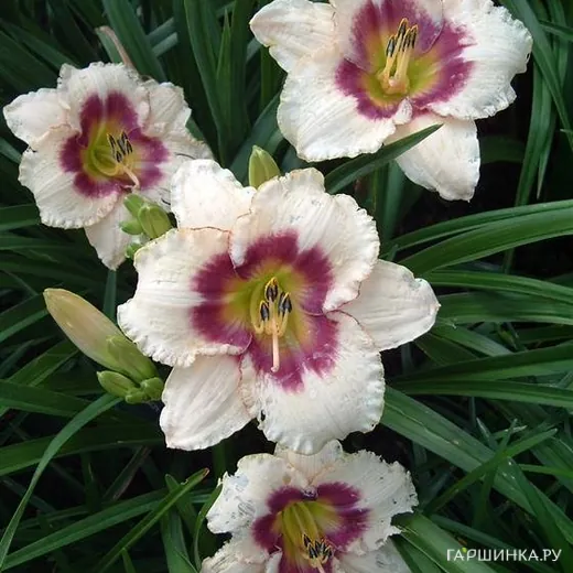 Лилейник Блуберри Кэнди