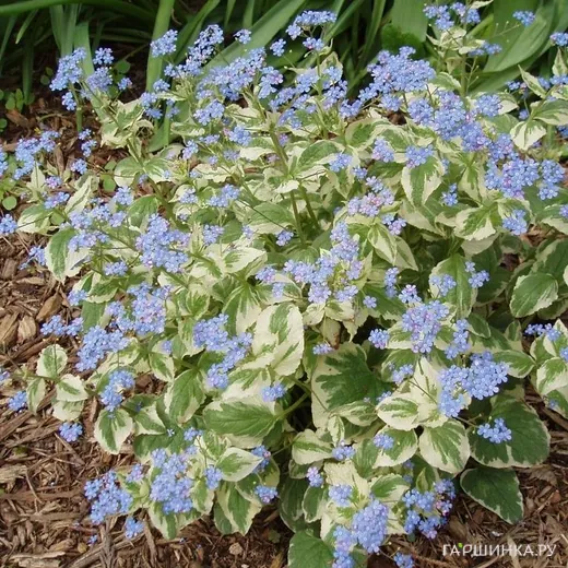 Бруннера Вариегата