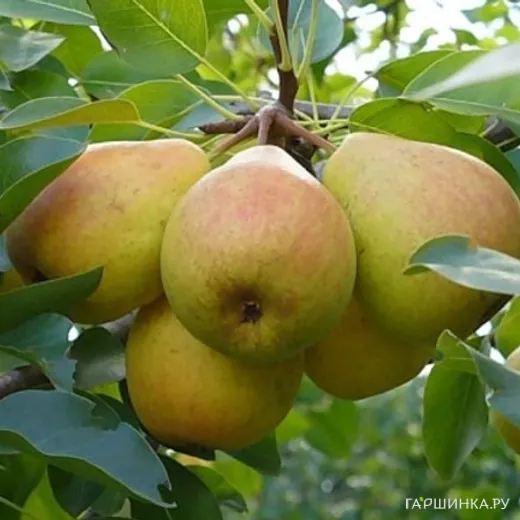 Груша Память Жегалова