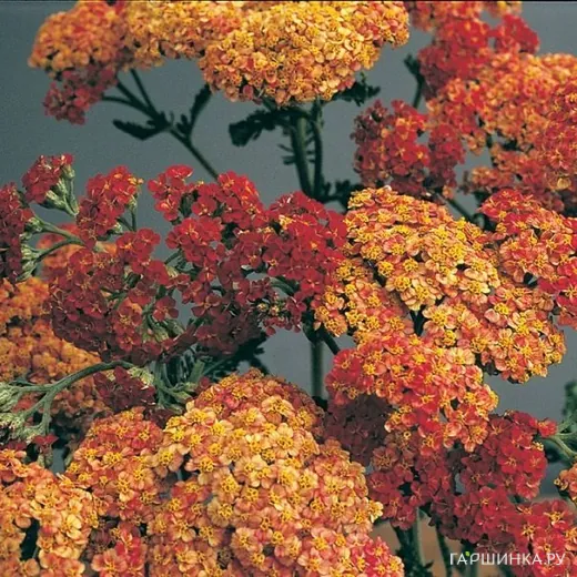 Тысячелистник Вальтер Функе