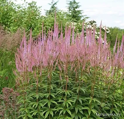 Вероникаструм Адорейшен