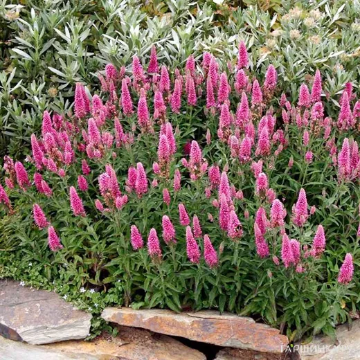 Вероника Хайдекинд