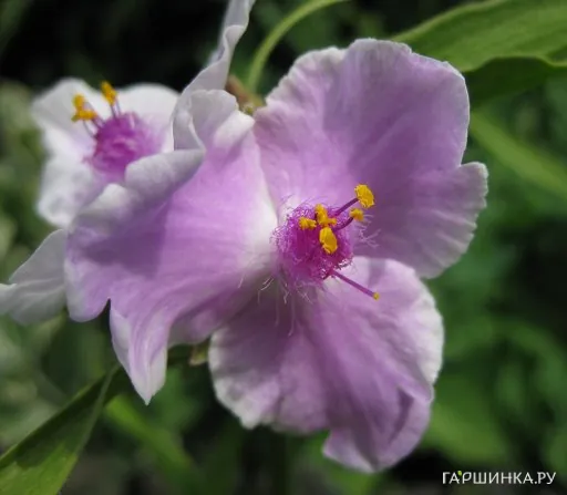 Традесканция Пинк Шаблис